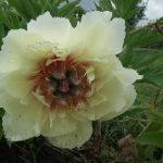 Peony-Itoh