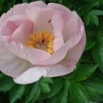 peony, Sprite, Saunders