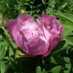 Peony. Itoh
