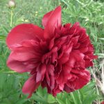 peony red grace