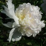 peony