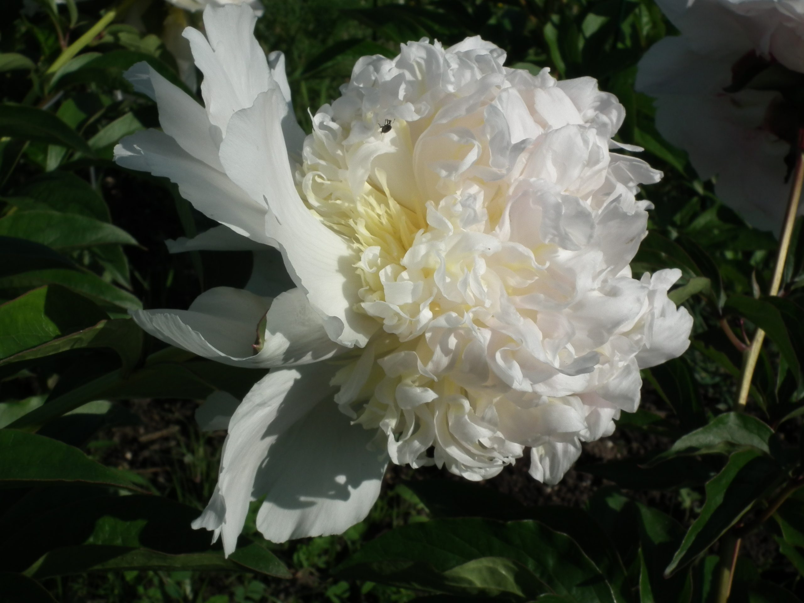 peony