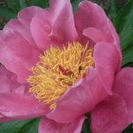 peony, Canadian