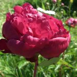 peony, red
